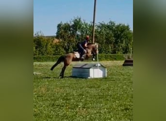Caballo de deporte irlandés, Yegua, 6 años, 146 cm, Bayo