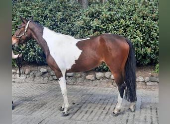 Caballo de deporte irlandés, Yegua, 6 años, 152 cm, Pío