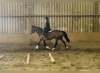 Caballo de deporte irlandés, Yegua, 6 años, 155 cm, Castaño rojizo