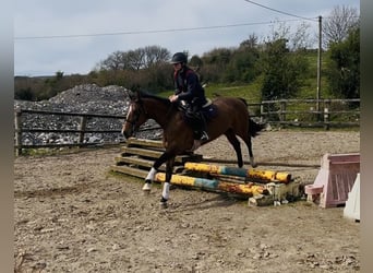 Caballo de deporte irlandés, Yegua, 6 años, 155 cm, Castaño rojizo