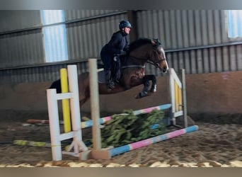 Caballo de deporte irlandés, Yegua, 6 años, 156 cm, Castaño rojizo