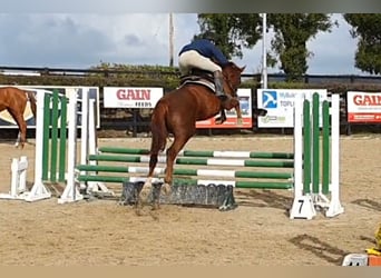 Caballo de deporte irlandés, Yegua, 6 años, 158 cm, Alazán-tostado