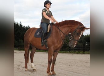 Caballo de deporte irlandés, Yegua, 6 años, 158 cm, Alazán-tostado