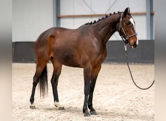 Caballo de deporte irlandés Mestizo, Yegua, 6 años, 158 cm, Castaño