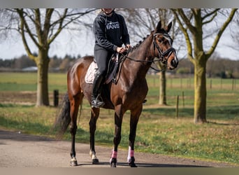 Caballo de deporte irlandés Mestizo, Yegua, 6 años, 158 cm, Castaño
