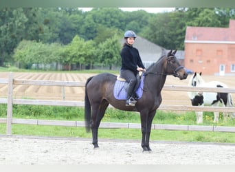 Caballo de deporte irlandés, Yegua, 6 años, 158 cm, Negro