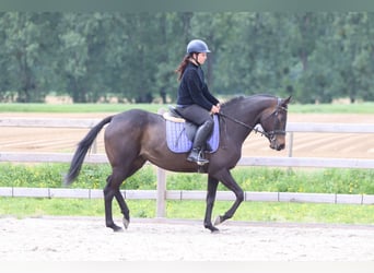 Caballo de deporte irlandés, Yegua, 6 años, 158 cm, Negro