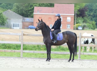 Caballo de deporte irlandés, Yegua, 6 años, 158 cm, Negro
