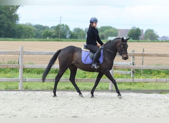 Caballo de deporte irlandés, Yegua, 6 años, 158 cm, Negro