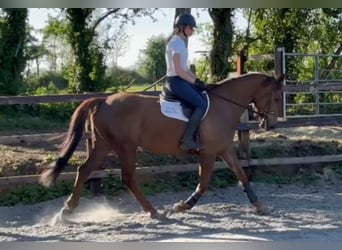 Caballo de deporte irlandés, Yegua, 6 años, 160 cm, Alazán-tostado