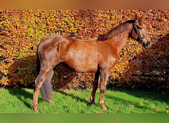 Caballo de deporte irlandés, Yegua, 6 años, 160 cm, Alazán-tostado