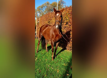 Caballo de deporte irlandés, Yegua, 6 años, 160 cm, Alazán-tostado