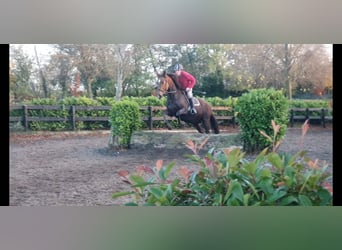 Caballo de deporte irlandés, Yegua, 6 años, 160 cm, Alazán-tostado