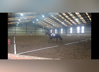 Caballo de deporte irlandés, Yegua, 6 años, 160 cm, Alazán-tostado