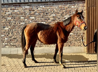 Caballo de deporte irlandés, Yegua, 6 años, 160 cm, Castaño