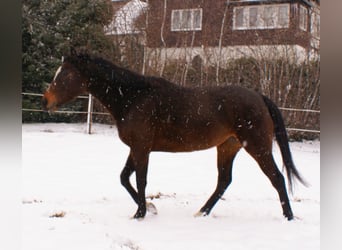 Caballo de deporte irlandés, Yegua, 6 años, 160 cm, Castaño oscuro
