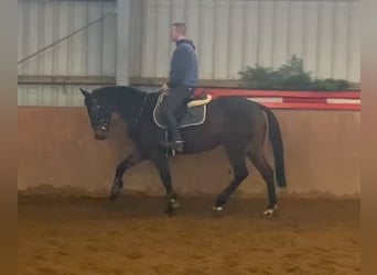 Caballo de deporte irlandés, Yegua, 6 años, 160 cm, Castaño oscuro