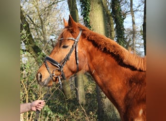 Caballo de deporte irlandés, Yegua, 6 años, 162 cm, Alazán