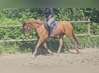 Caballo de deporte irlandés, Yegua, 6 años, 162 cm, Alazán