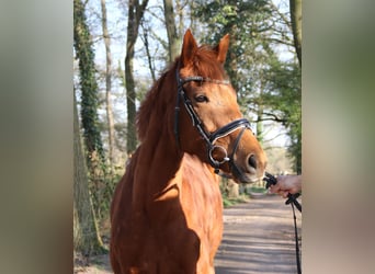 Caballo de deporte irlandés, Yegua, 6 años, 162 cm, Alazán