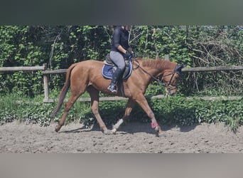 Caballo de deporte irlandés, Yegua, 6 años, 162 cm, Alazán