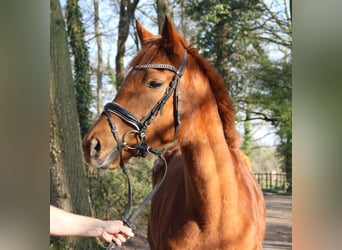 Caballo de deporte irlandés, Yegua, 6 años, 162 cm, Alazán