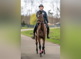 Caballo de deporte irlandés Mestizo, Yegua, 6 años, 162 cm