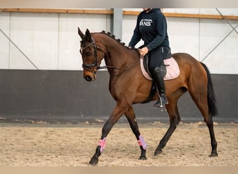 Caballo de deporte irlandés Mestizo, Yegua, 6 años, 162 cm