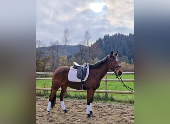 Caballo de deporte irlandés, Yegua, 6 años, 162 cm, Castaño