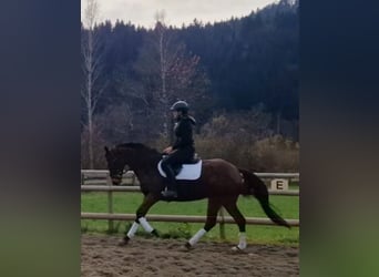 Caballo de deporte irlandés, Yegua, 6 años, 162 cm, Castaño