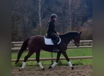 Caballo de deporte irlandés, Yegua, 6 años, 162 cm, Castaño