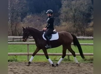 Caballo de deporte irlandés, Yegua, 6 años, 162 cm, Castaño