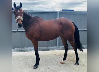 Caballo de deporte irlandés, Yegua, 6 años, 162 cm, Castaño