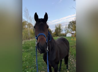 Caballo de deporte irlandés, Yegua, 6 años, 162 cm, Castaño