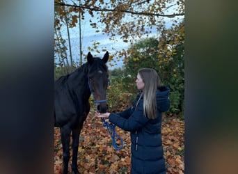 Caballo de deporte irlandés, Yegua, 6 años, 162 cm, Castaño