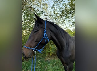 Caballo de deporte irlandés, Yegua, 6 años, 162 cm, Castaño