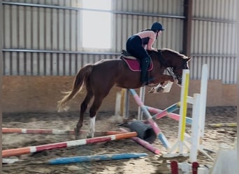 Caballo de deporte irlandés, Yegua, 6 años, 163 cm, Alazán-tostado