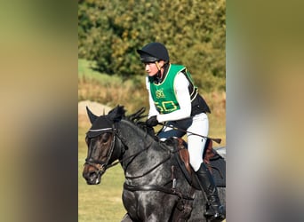 Caballo de deporte irlandés, Yegua, 6 años, 163 cm