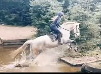 Caballo de deporte irlandés, Yegua, 6 años, 163 cm, Tordo