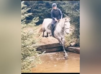 Caballo de deporte irlandés, Yegua, 6 años, 163 cm, Tordo