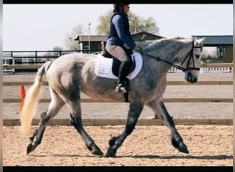 Caballo de deporte irlandés, Yegua, 6 años, 163 cm, Tordo