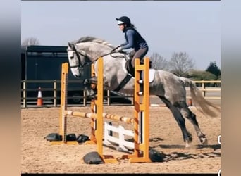 Caballo de deporte irlandés, Yegua, 6 años, 163 cm, Tordo