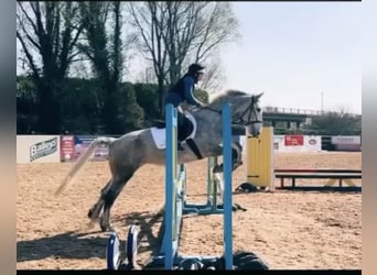 Caballo de deporte irlandés, Yegua, 6 años, 163 cm, Tordo