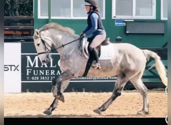Caballo de deporte irlandés, Yegua, 6 años, 163 cm, Tordo