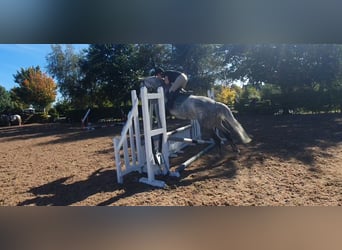 Caballo de deporte irlandés, Yegua, 6 años, 163 cm, Tordo