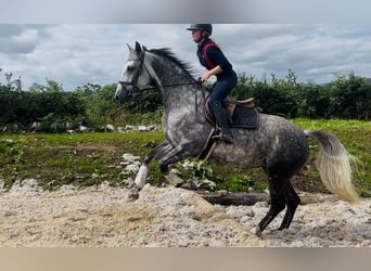 Caballo de deporte irlandés, Yegua, 6 años, 163 cm, Tordo rodado