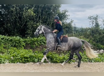 Caballo de deporte irlandés, Yegua, 6 años, 163 cm, Tordo rodado