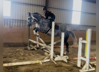 Caballo de deporte irlandés, Yegua, 6 años, 163 cm, Tordo rodado