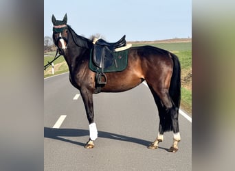 Caballo de deporte irlandés, Yegua, 6 años, 164 cm, Castaño