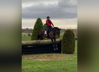 Caballo de deporte irlandés, Yegua, 6 años, 164 cm, Castaño rojizo